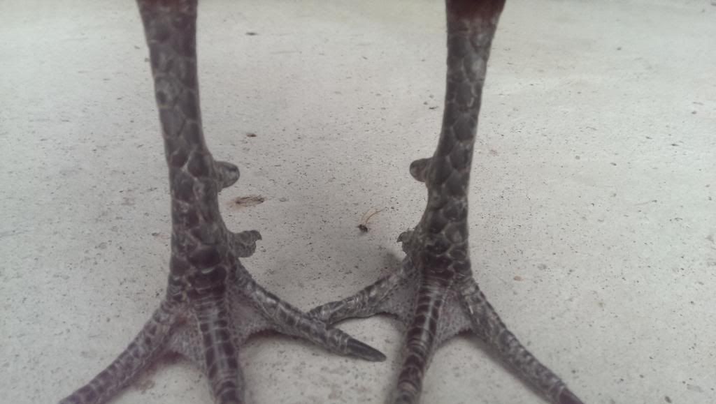 Q12 Mới lên gà tre đẹp - 1