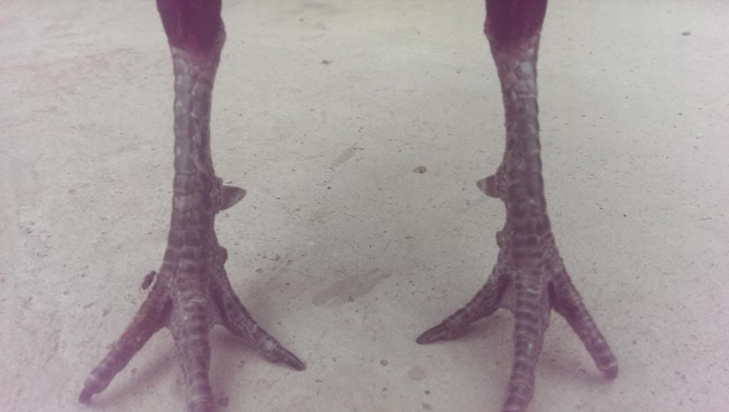 Q12 Mới lên gà tre đẹp - 6