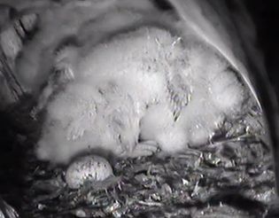 pinfeathers041813_zpsb171e976.jpg