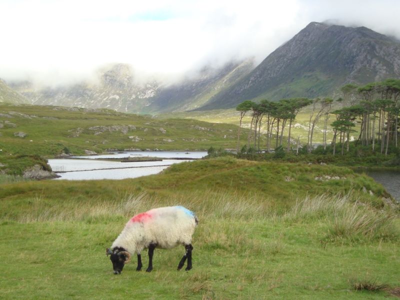 Irlanda por libre: Itinerarios, consejos... - Foro Londres, Reino Unido e Irlanda