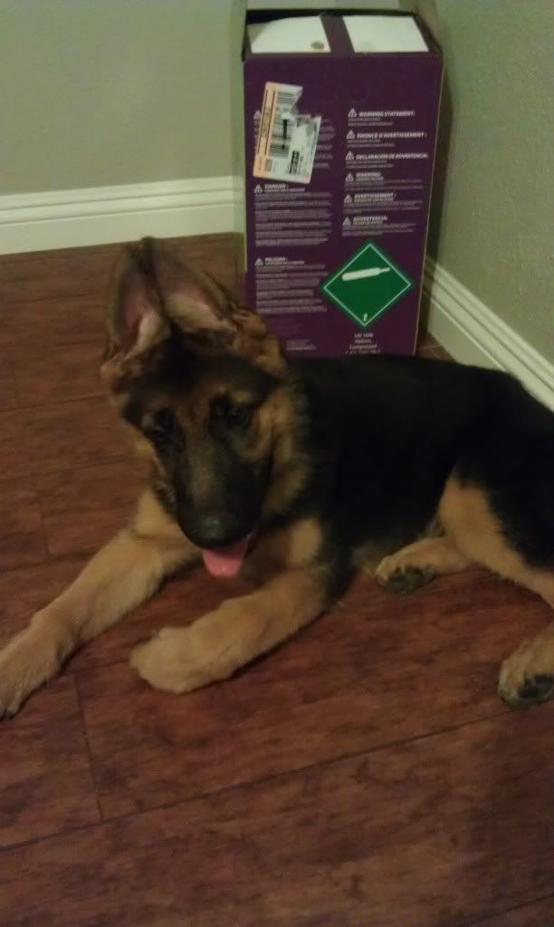 Ear Glue products - Page 5 - German Shepherd Dog Forums