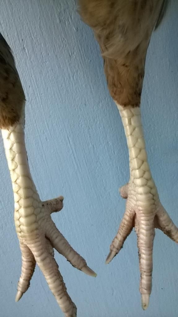 nhà dư mái cần bán bớt