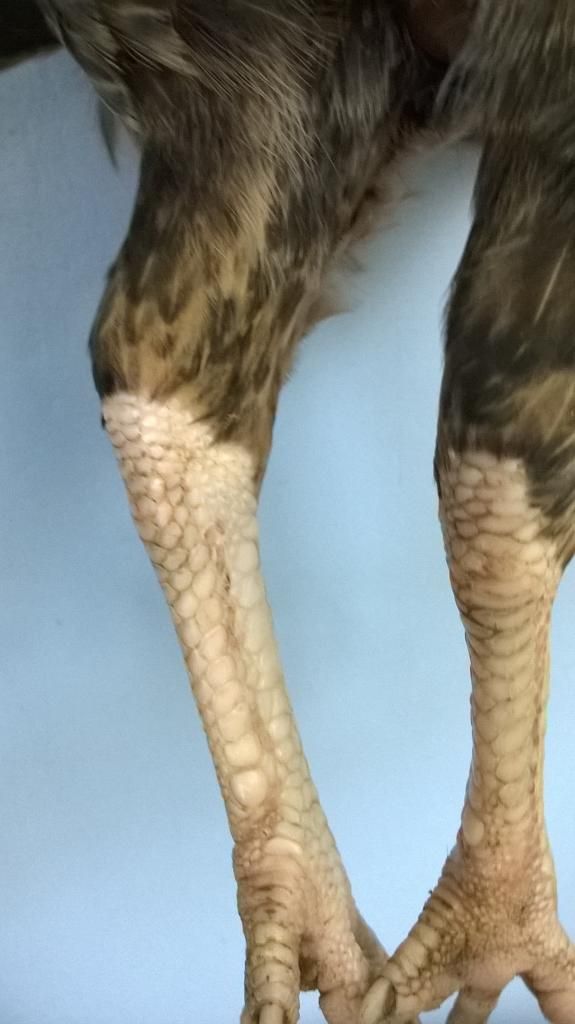 nhà dư mái cần bán bớt - 3