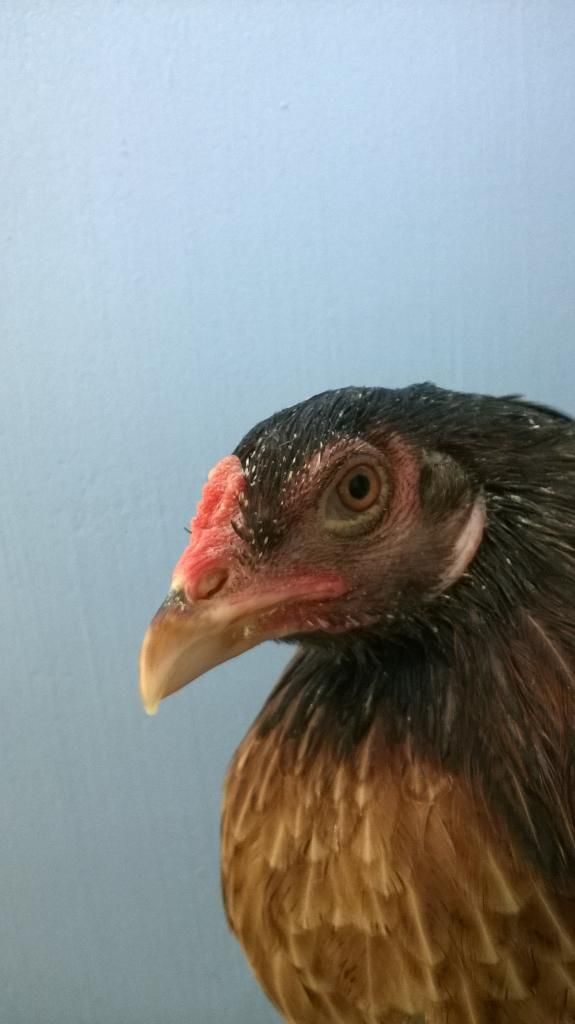 nhà dư mái cần bán bớt - 4