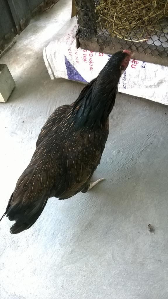 nhà dư mái cần bán bớt - 5