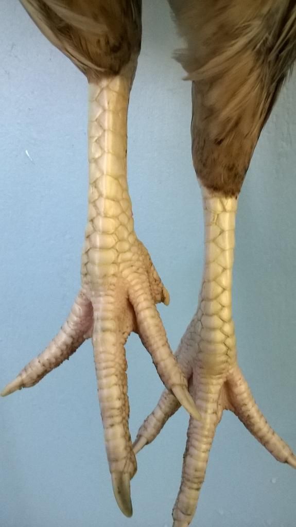 nhà dư mái cần bán bớt - 6