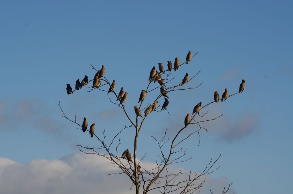 Waxwings1.jpg