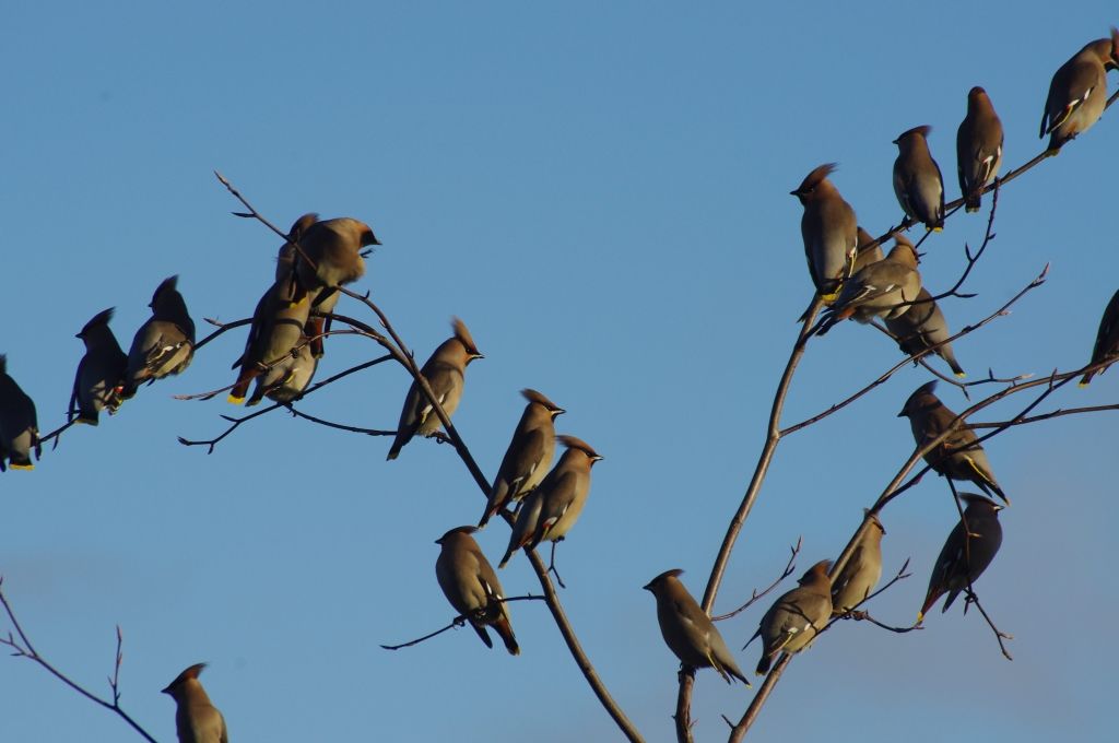 Waxwings2.jpg